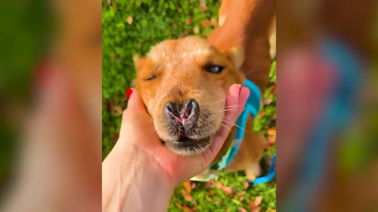 A person's hand gently cradling the chin and snout of a small brown dog outdoors, revealing its unique split nose.