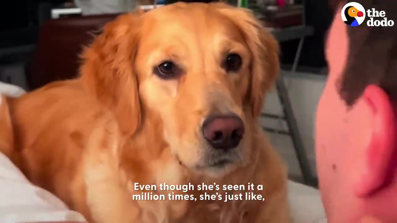 A close-up shot of a golden retriever looking attentively with wide, baffled eyes at her owner.