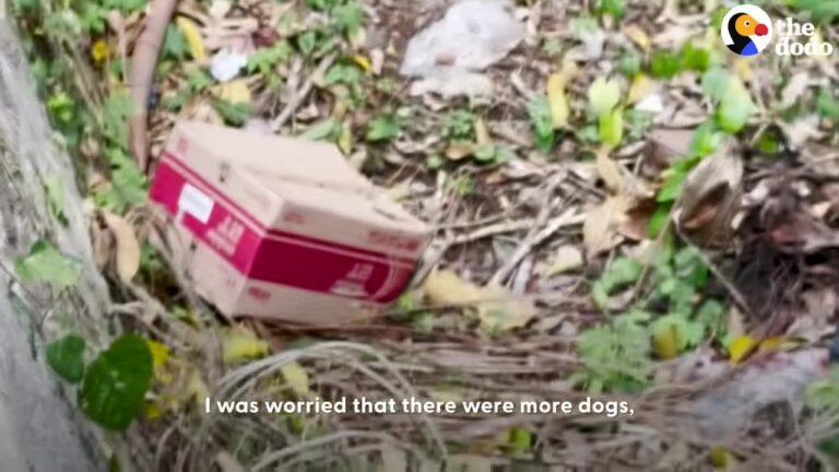 California Cyclist Spots A Box On A Busy Road, But The Wiggling Surprise Inside Changes Everything