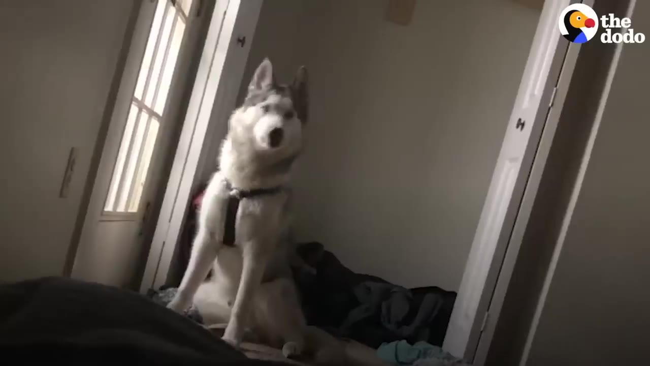 A grey and white husky wearing a black harness sits upright near an interior doorway.