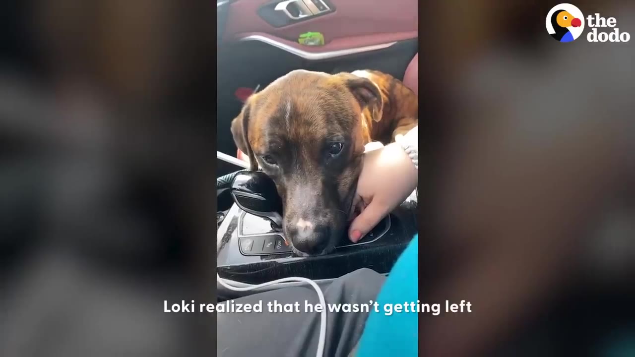 A brindle dog resting its head inside a car near the center console while a person gently touches its side.