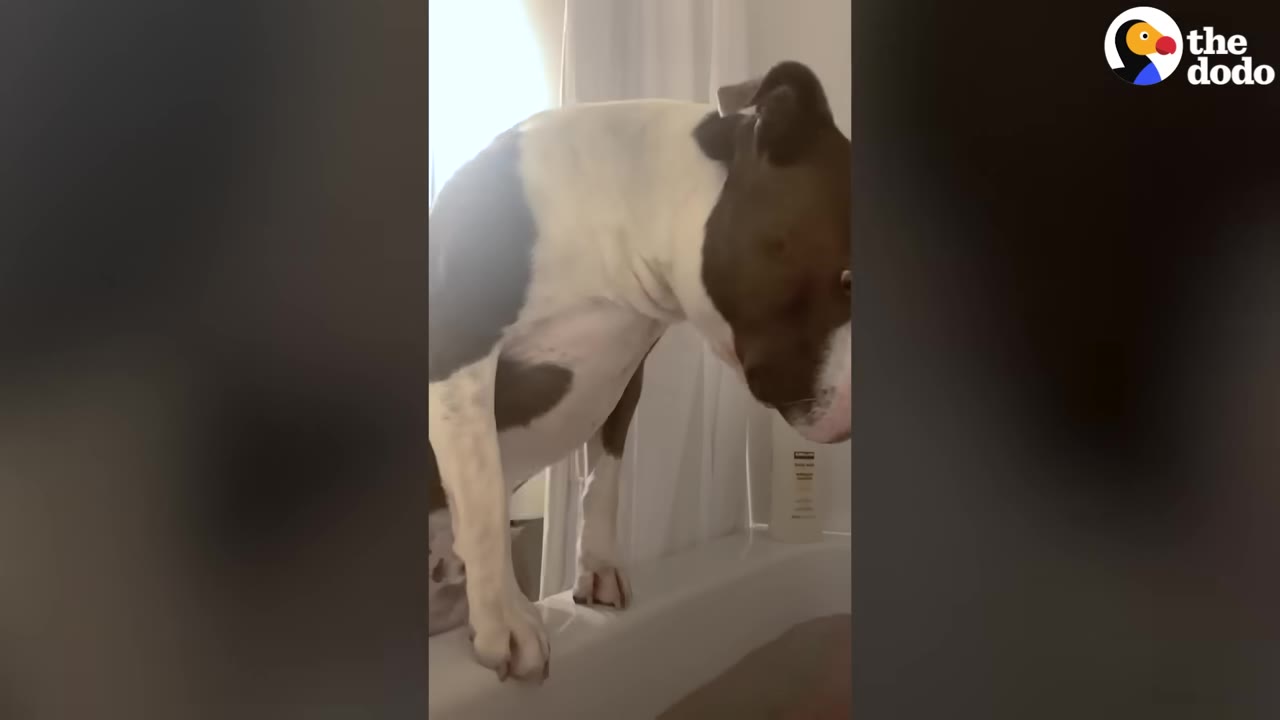 A pit bull standing on the edge of a white bathtub, leaning over to look inside.