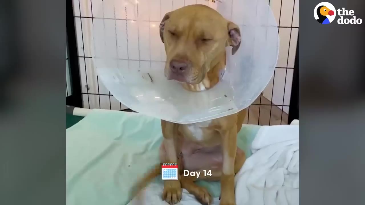 A brown dog wearing a large plastic medical cone sits on a light green blanket.