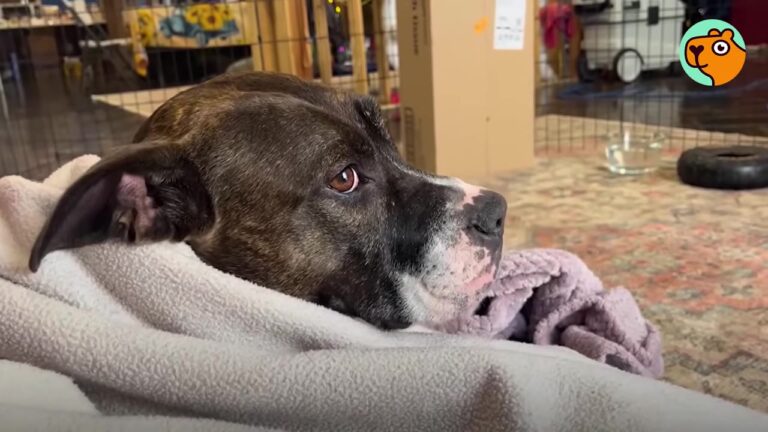 New York Woman Couldn’t Figure Out What Her Frightened Rescue Dog Wanted Until She Saw What Was In Her Mouth
