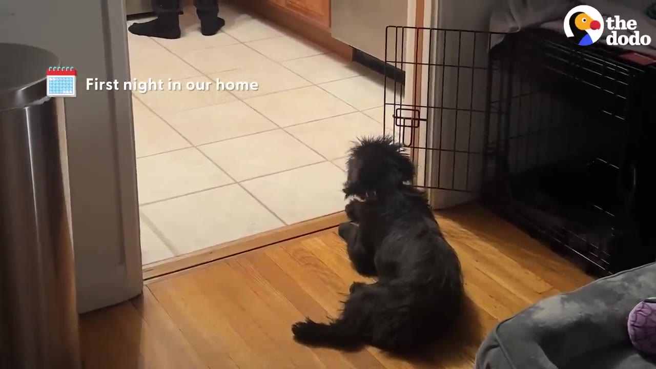 A small black dog lies on a wooden floor, looking hesitantly toward a tiled kitchen doorway on its first night in a new home.