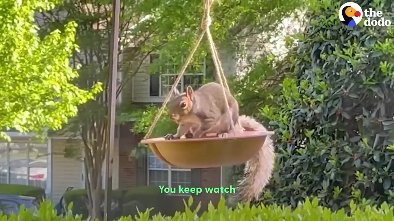 A squirrel sitting inside a hanging brown bird feeder bowl in front of green bushes and a house.