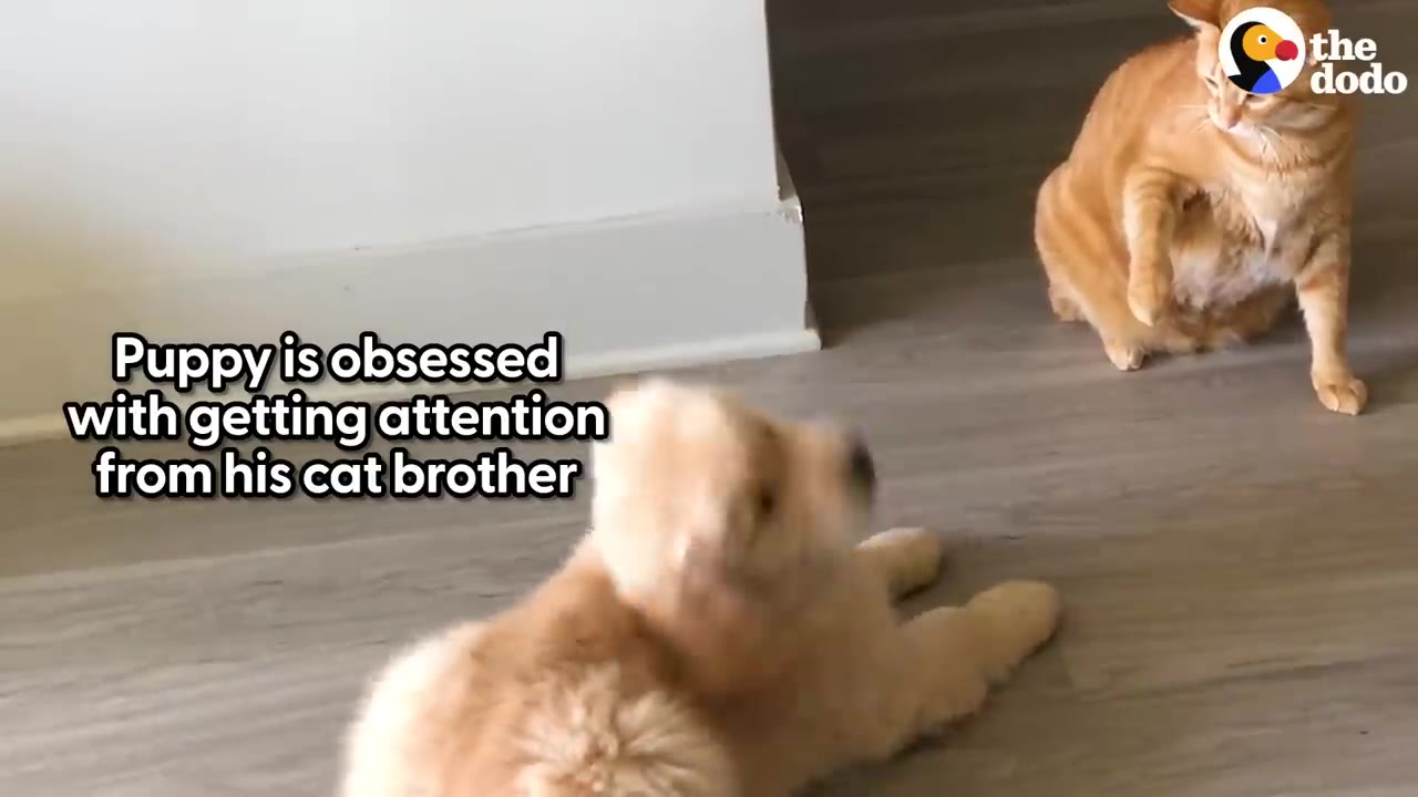 A small, fluffy golden puppy lies on the floor looking up toward an orange tabby cat sitting nearby.