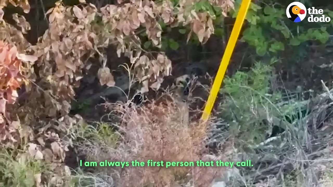 A dog is partially visible, hidden in the shadows of a brush-filled ditch next to a yellow post.