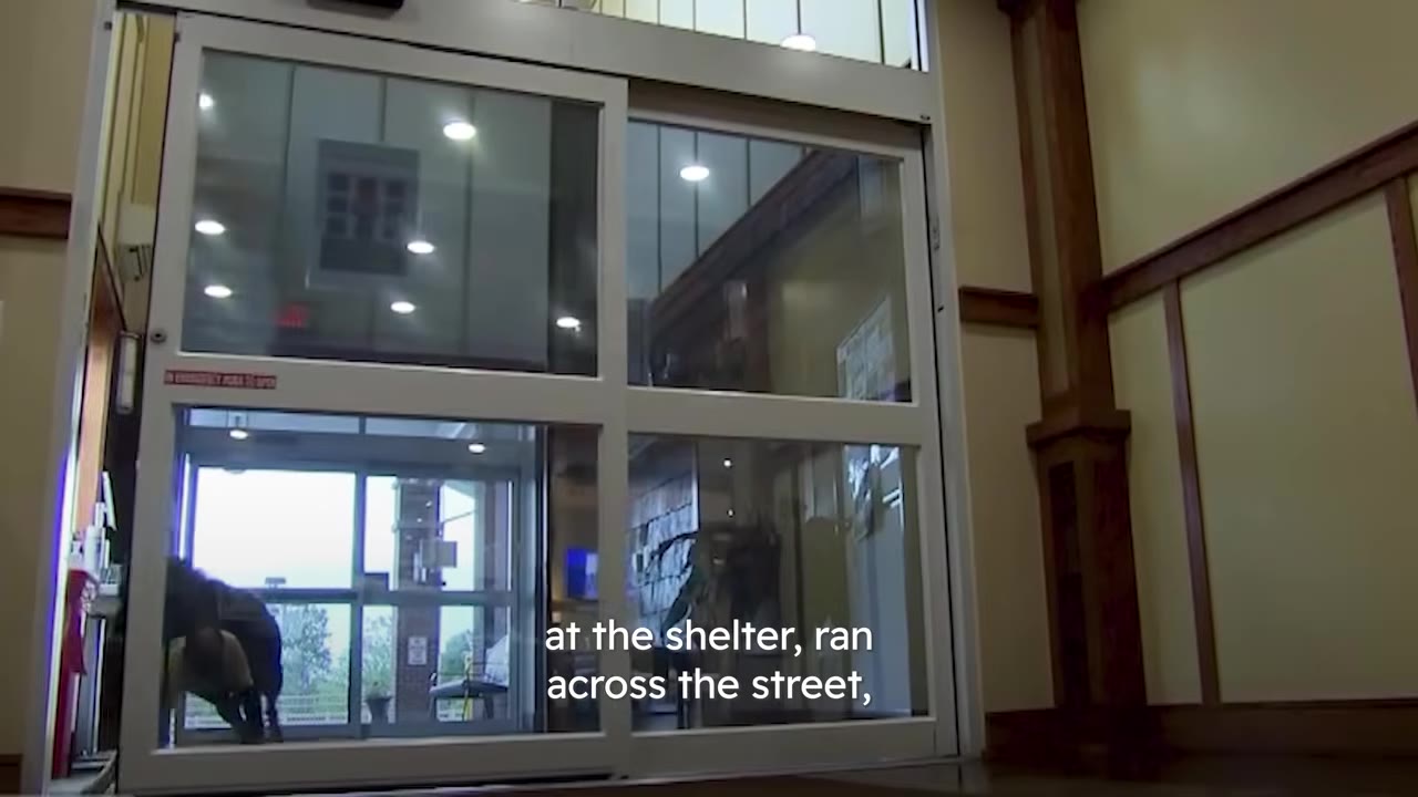 A dog enters through automatic glass sliding doors into a building entrance.