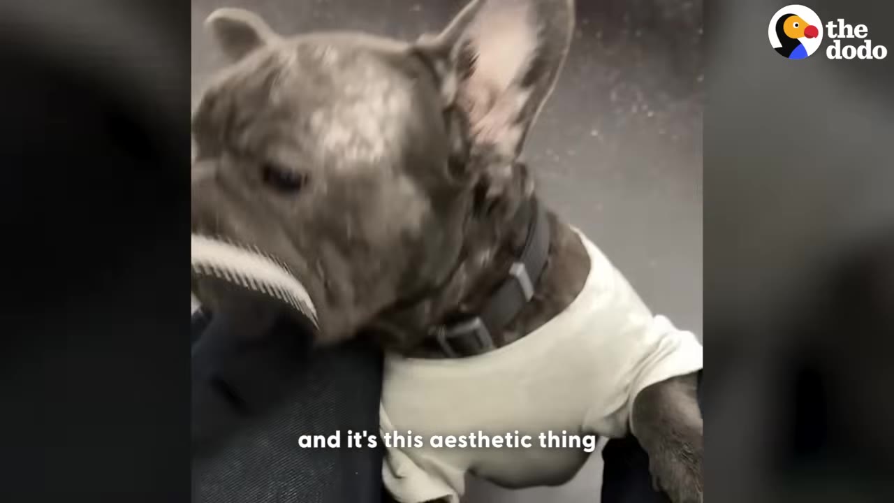 A close-up profile of a brachycephalic French bulldog wearing a light-colored shirt, with on-screen text reading 'and it's this aesthetic thing'.