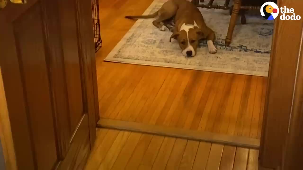 A brown and white dog lies on a rug in the distance, looking hesitantly toward a wooden doorway in the foreground.