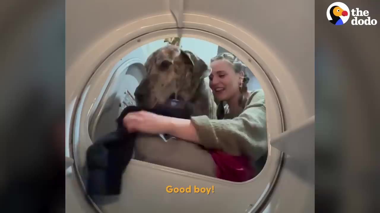 A woman smiles as she holds a piece of dark laundry with a large brindle dog who has the other end in its mouth, viewed through the circular opening of a dryer.