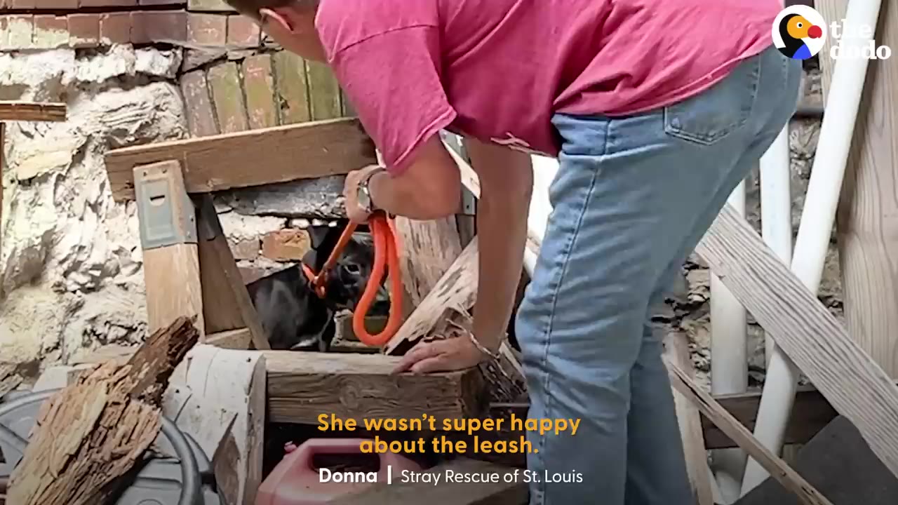 A person in a pink shirt gently placing an orange slip leash around a small black dog hiding under wooden debris.