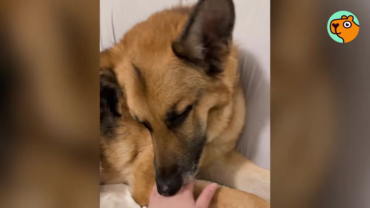 A adult German Shepherd dog resting on a bed while gently holding a person's fingers in its mouth.