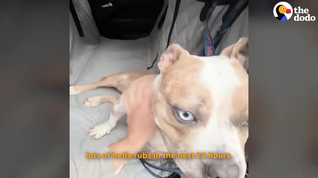 A tan and white dog with light-colored eyes lies in the back of a car while being petted by a person's hand.