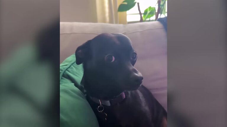 Texas Dog Gives Everyone Her Saddest Look, But The Reason Behind It Is Not What People Expect