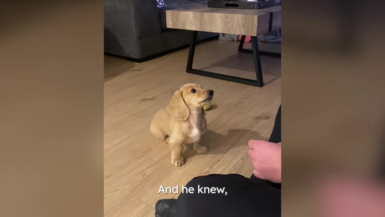 A small light brown dachshund puppy sitting on a wooden floor looking up attentively near a coffee table.