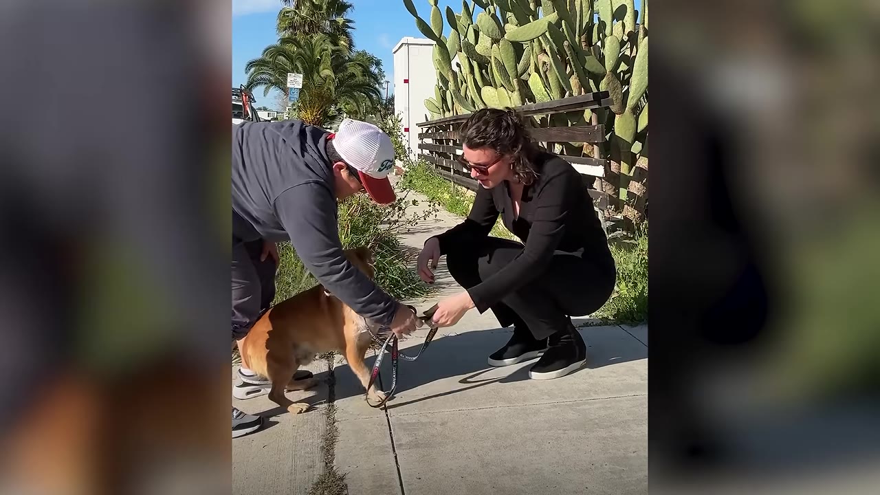 A woman in a black outfit crouches on a sidewalk to greet a small brown dog on a leash held by a person wearing a baseball cap.