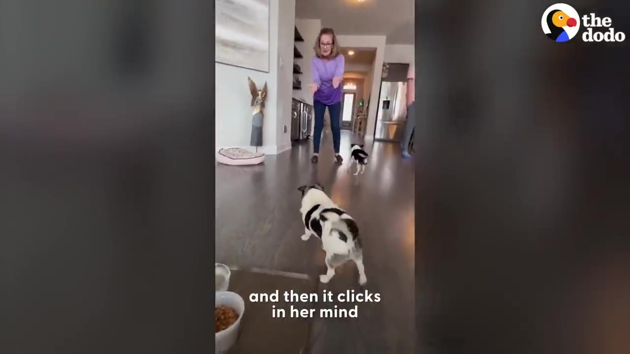 A small black and white dog standing on a wooden floor looking towards a woman holding her hands out in a hallway.