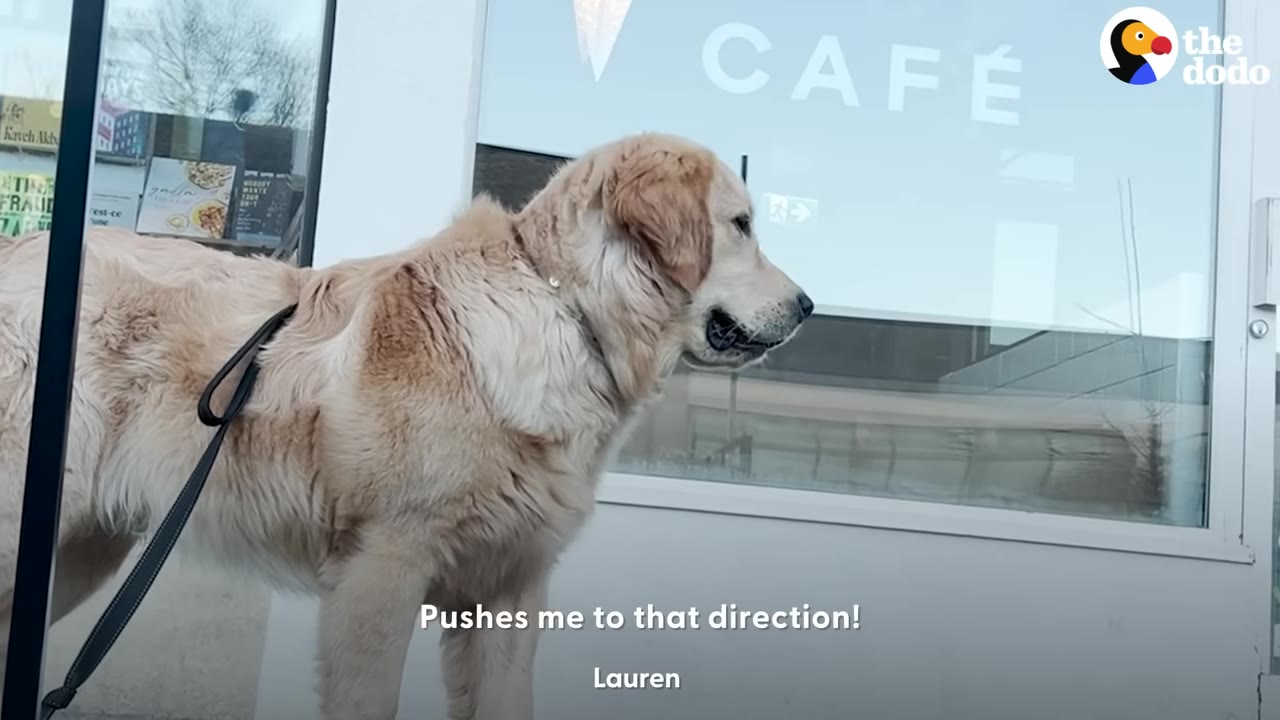 A golden retriever on a leash stands outside a shop window with the word CAFÉ printed on it.