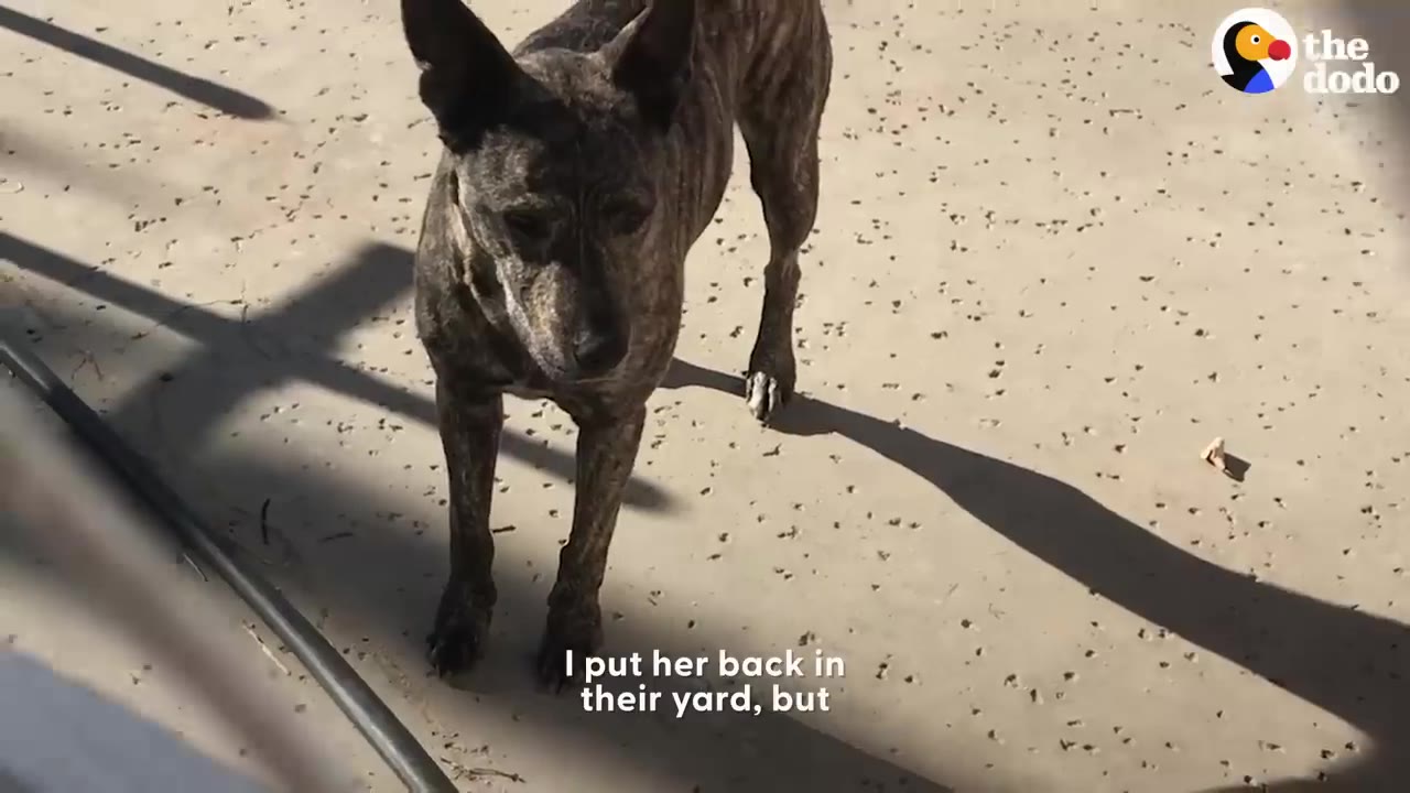 A brindle dog standing outside on a concrete patio in the sunlight.