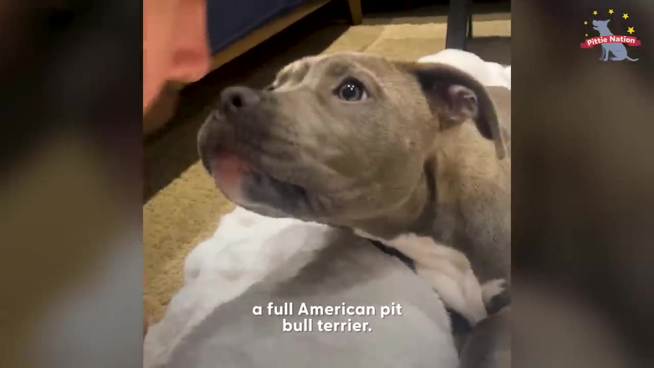 A close-up of a grey American pit bull terrier resting on a blanket and looking attentively up towards someone off-camera.