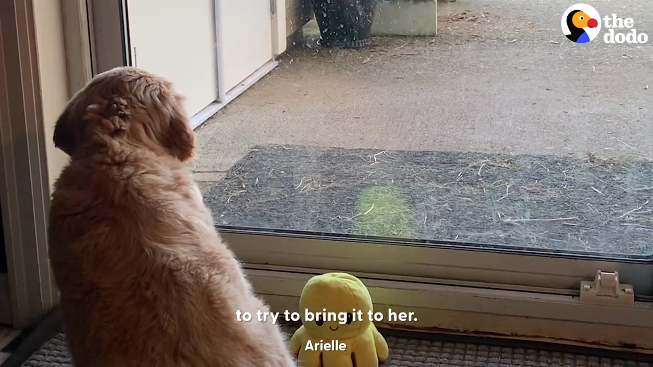 A fluffy golden puppy sitting by a glass sliding door next to a small plush yellow octopus toy.