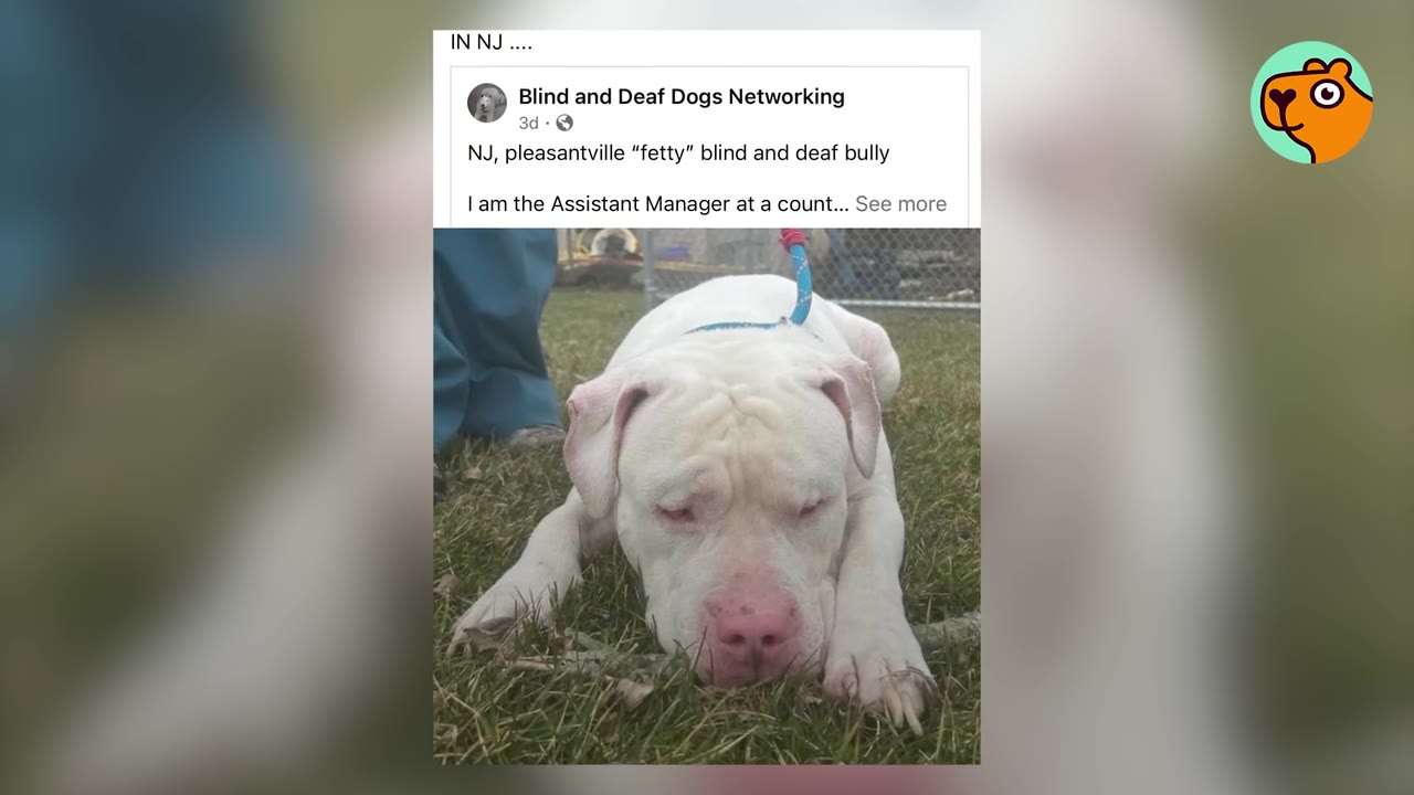 A social media networking post about Fetty, a white pit bull lying down on grass.