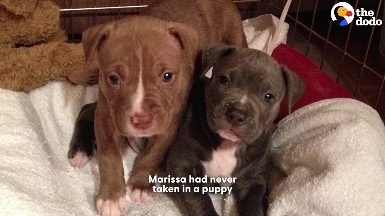 Two small pit bull mix puppies, one brown and white and one grey and white, sit together on a white blanket looking directly at the camera.