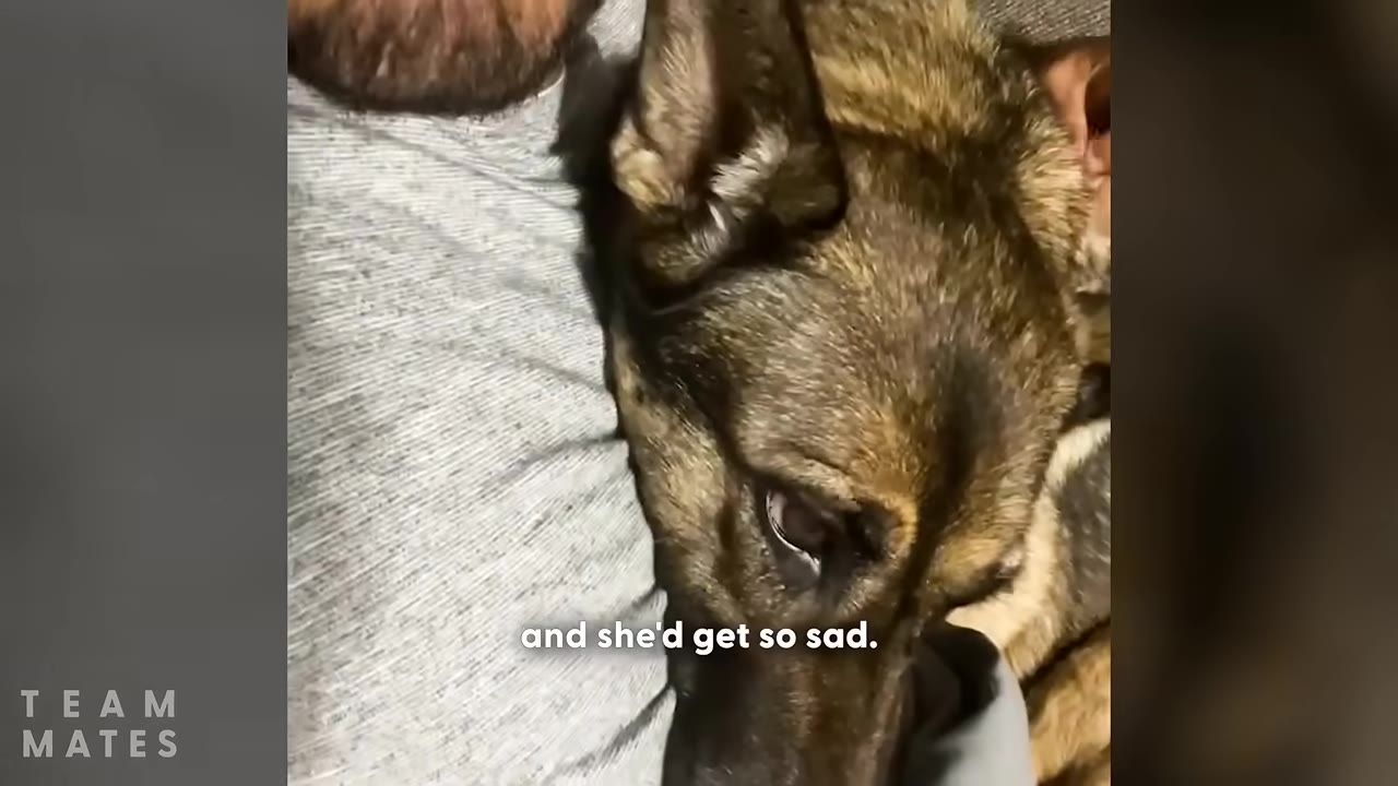 A close-up shot of a German Shepherd resting its head on a person's chest, looking sad.