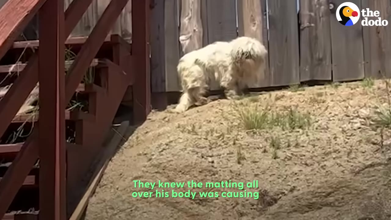 A small, white dog with severely matted fur stands on a sandy slope next to a wooden fence and stairs.