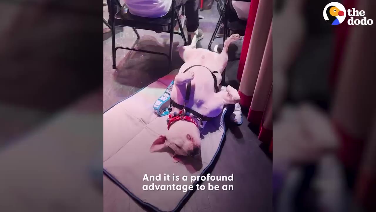 A white dog lies on its back, sleeping deeply on a mat next to folding chairs.