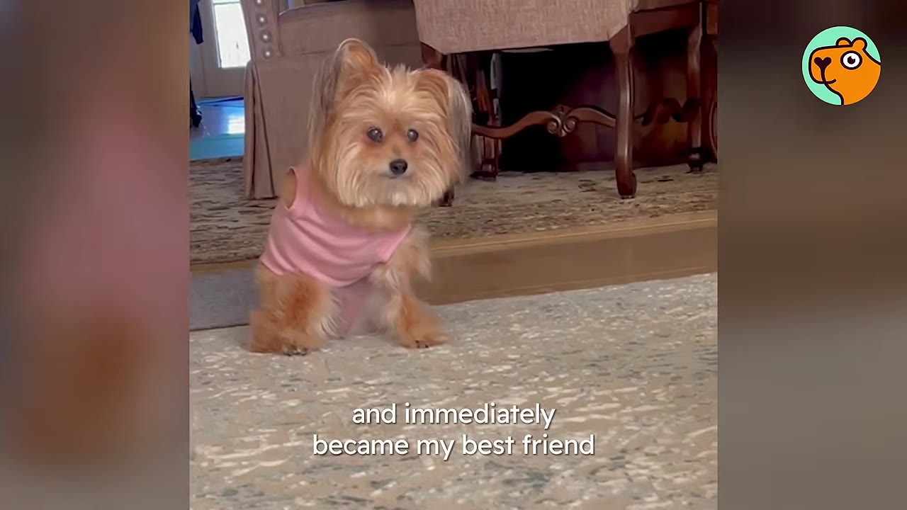 A small, fluffy tan dog wearing a pink shirt sits calmly on a living room rug.