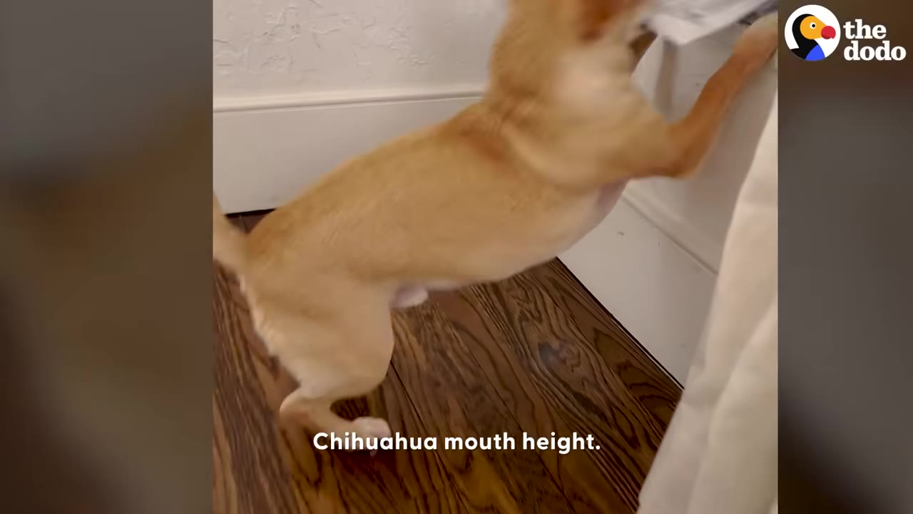 A small tan Chihuahua stands on its hind legs to reach a mail slot on a white door, with text on the screen reading 'Chihuahua mouth height.'