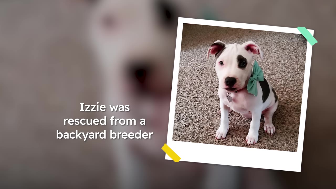A small white pitbull puppy with a black eye patch and a green bow tie sitting on a carpeted floor in a framed photograph.
