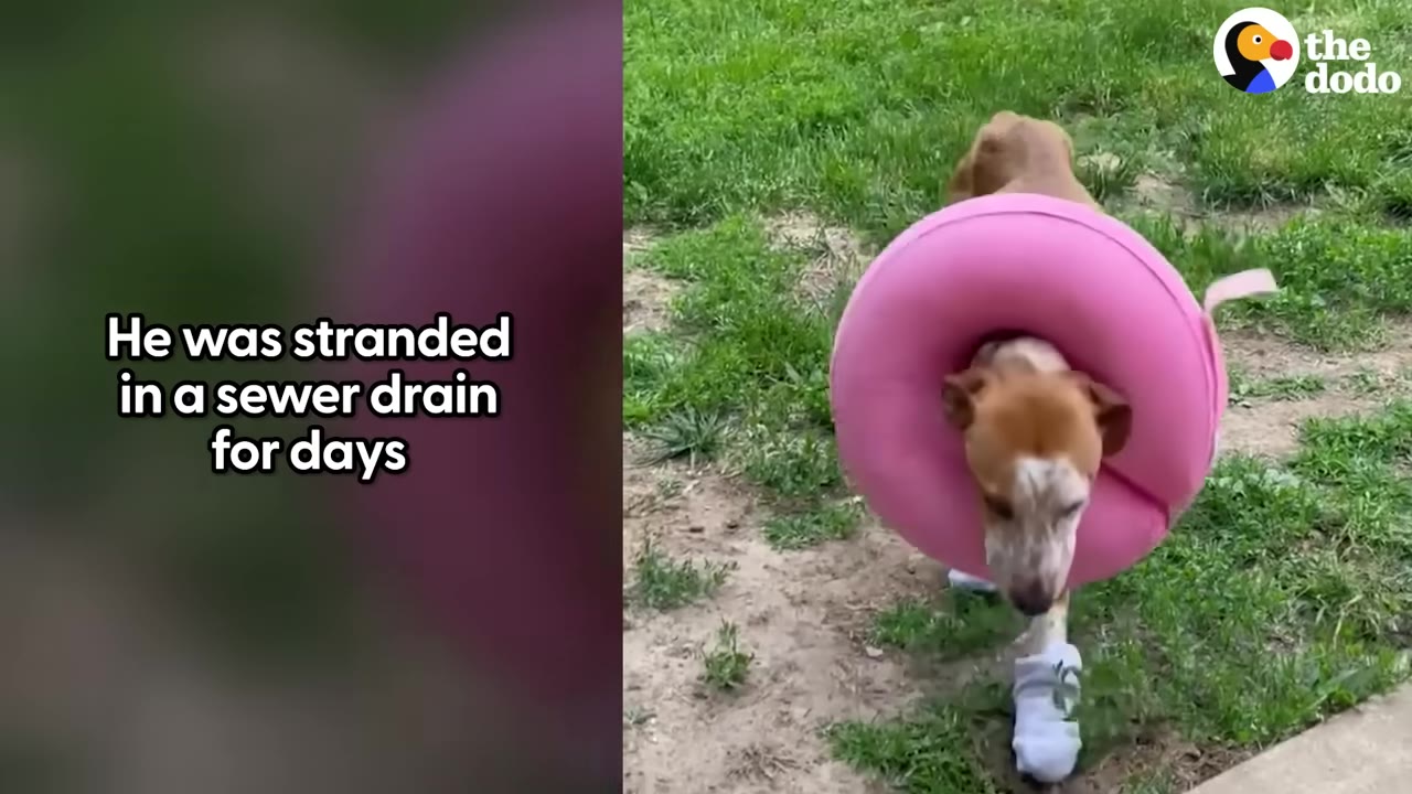 A brown and white dog wearing a pink inflatable protective collar and white bandages on its front paws walks on a grassy path.