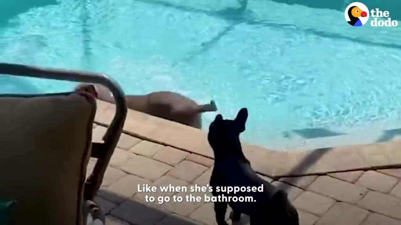 A dog jumping into a swimming pool while a small black dog stands on the patio watching.