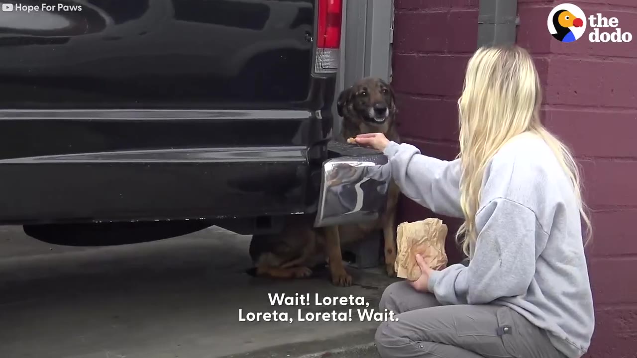 A woman offering pieces of food from a paper bag to a nervous dog hiding behind the bumper of a vehicle.