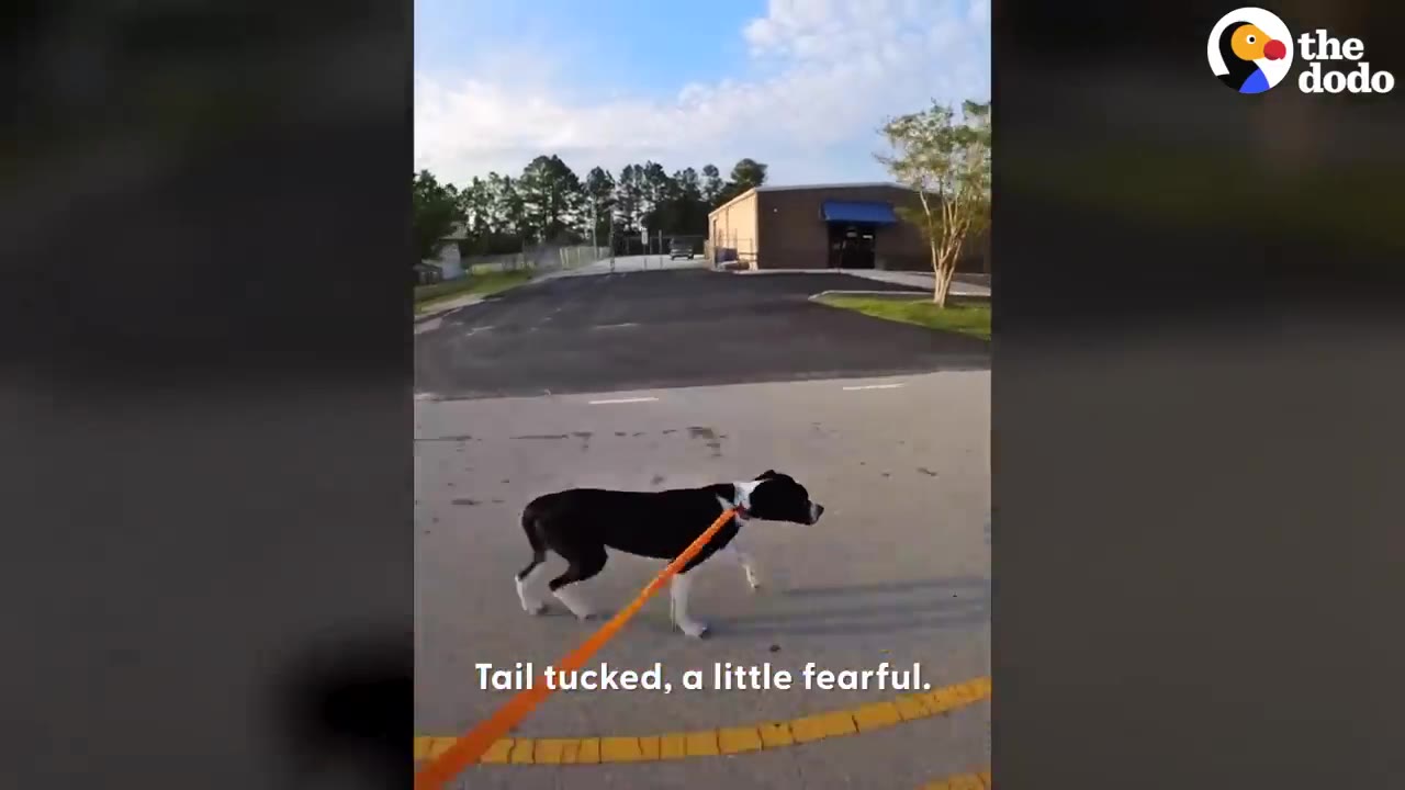 A black and white dog walking on a orange leash outdoors with its tail tucked.