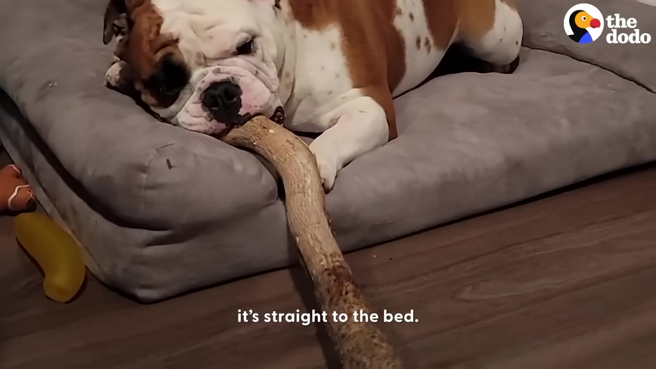 An English bulldog lying on a gray plush dog bed indoors while chewing on a large wooden stick.