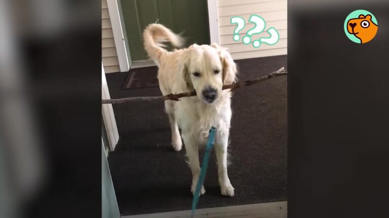 Rhode Island Woman Notices Her Golden Retriever Is Too Quiet Around The House, Then Discovers What He’s Up To