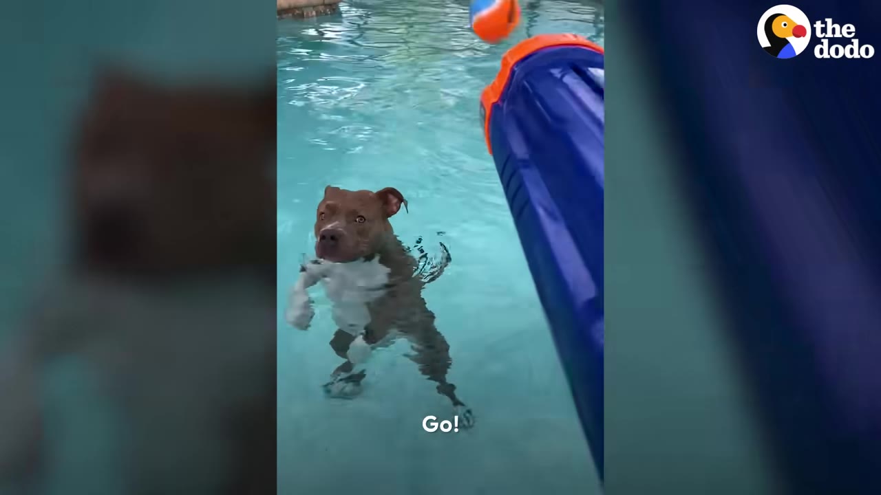A brown and white pit bull stands in clear swimming pool water looking up.