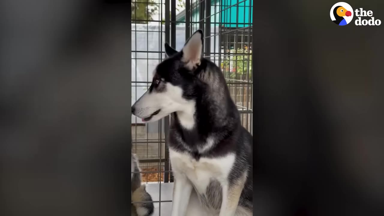 A black and white husky sitting inside a metal wire cage in a shelter.