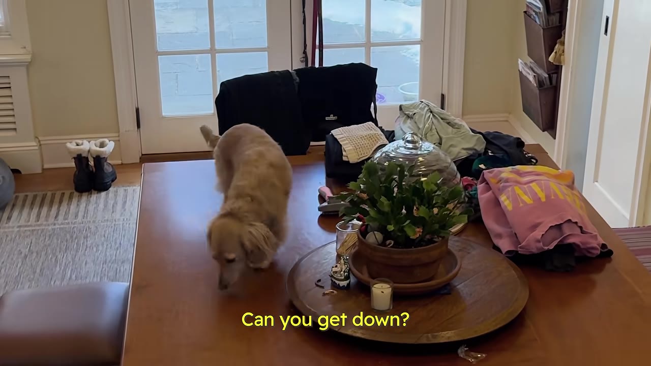 A small light brown long-haired dachshund walking across a wooden dining room table next to potted plants and folded laundry.