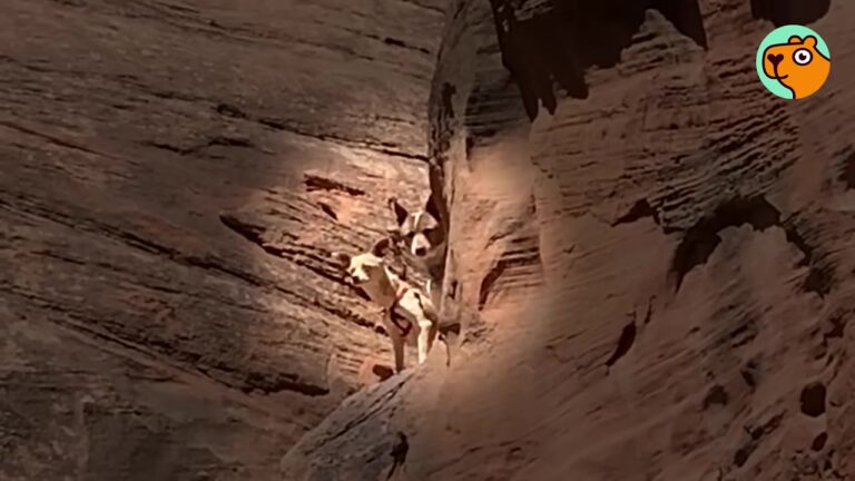 Colorado Hiker Looks Up At Two Tiny Heads On A 60-Foot Cliff And Realizes They Aren’t Coyotes