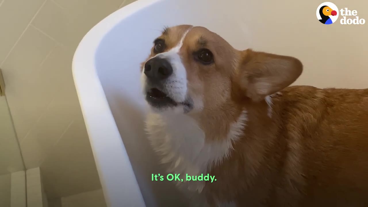 A brown and white corgi looking up with an open mouth while inside a white bathtub.