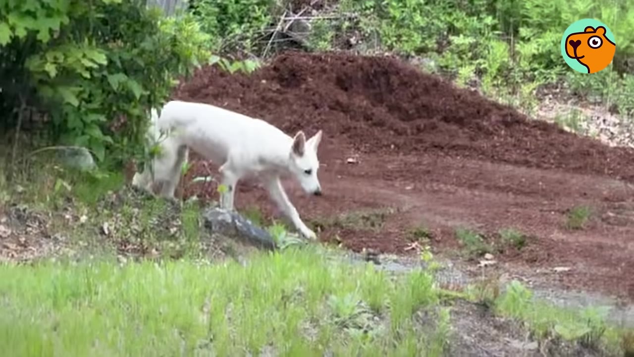A white dog-like animal walking along a grassy area in front of a mound of red dirt.