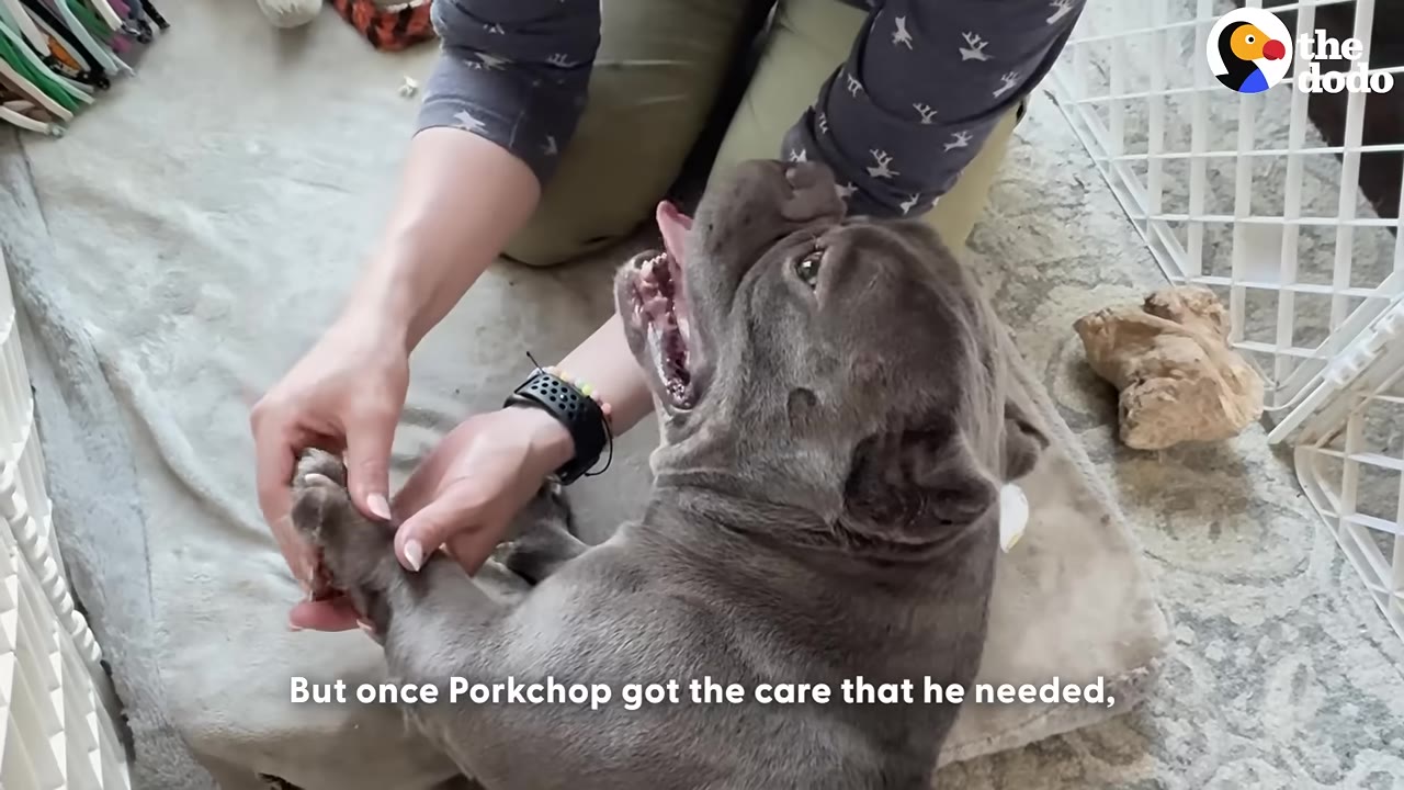 A grey bulldog lies on a dog bed, looking up with an open mouth as a person gently holds its front paws.