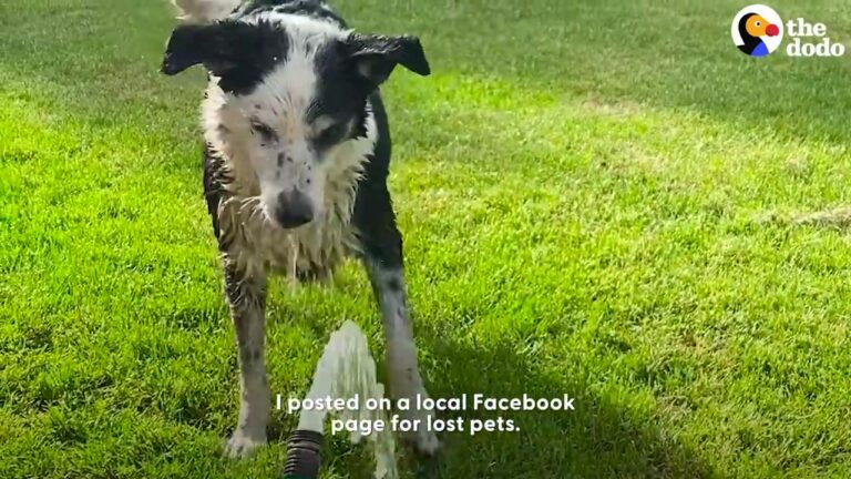 Idaho Woman Thinks She’s Found A Lost Dog’s Family Until One Facebook Comment Leaves Her In Tears