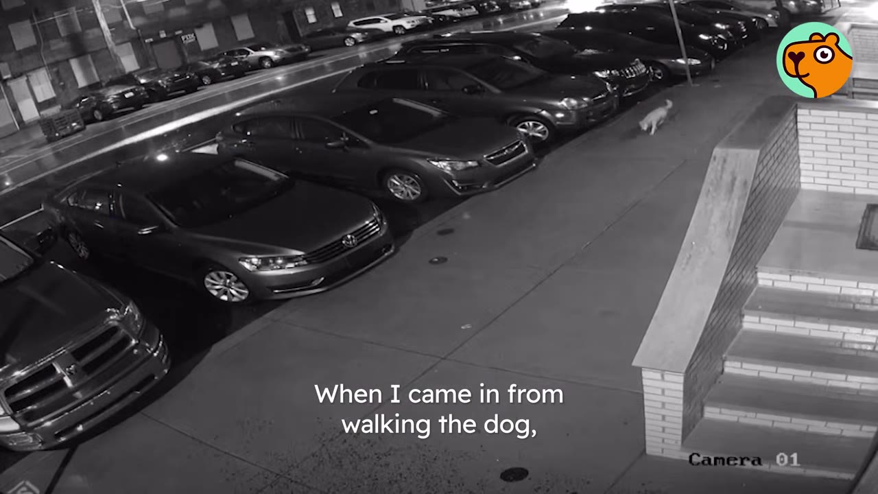 Security camera footage showing a sidewalk lined with parked cars at night as a small animal walks along the path.